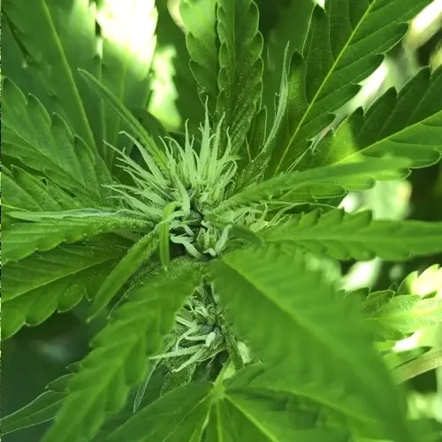 A pinkman goo plant in its 11th week flowering stage