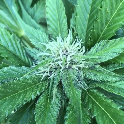 A pinkman goo plant in its 13th week flowering stage