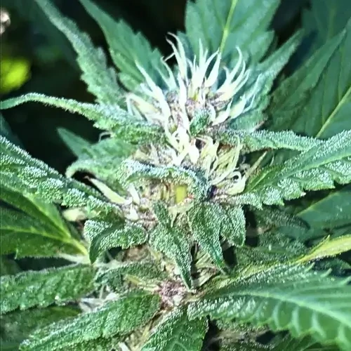 A pinkman goo plant in its 14th week flowering stage