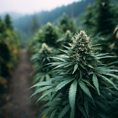 Pure Indica Cannabis Plants in the hills