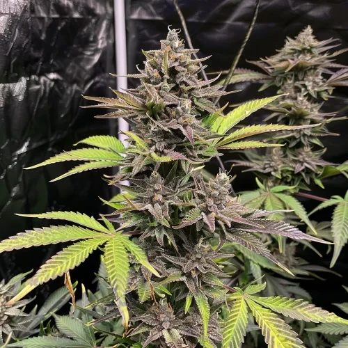 Purple Punch grown by a customer