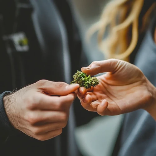 Teilung eines Cannabis-Buds