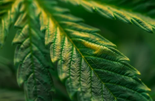 Macro close-up of cannabis leaves showing yellow and brown burnt tips caused by overfeeding.