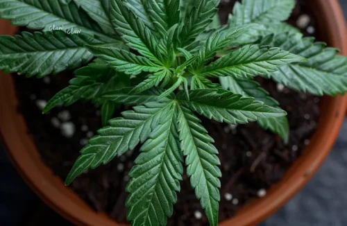 A close-up of a cannabis plant with heavy, drooping leaves curling downward toward dark, wet soil.