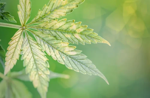 A macro shot of a cannabis leaf showing interveinal chlorosis, where the leaf turns yellow but the veins remain dark green.