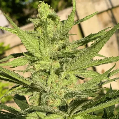 Skywalker OG grown by a customer