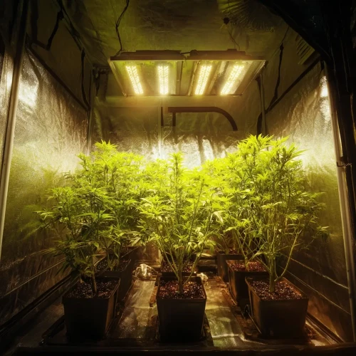 Sea of Green for Sativa Plants