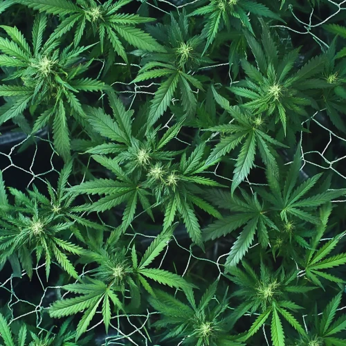 Screen of Green Cannabis Growing From Above