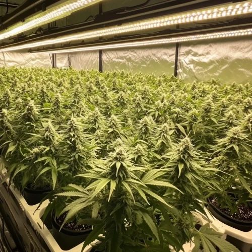 Growing cannabis Screen of Green method