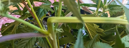 Supper Cropping a Cannabis Plant