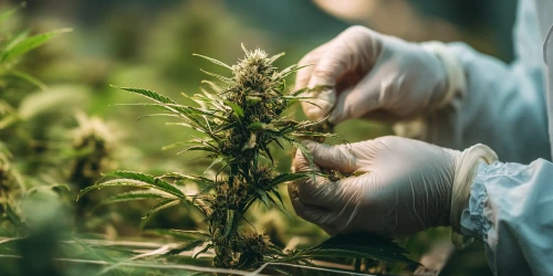 Taking Care Of CBD Cannabis Plants