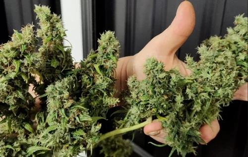 Eine Person hält mehrere große, luftige und wild aussehende grüne Cannabis-Colas einer Thai-Landrassen-Sorte und zeigt die einzigartige längliche Sativa-Struktur.