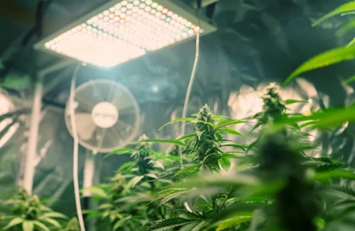An indoor grow setup featuring a modern LED light panel hanging at the proper height above a lush canopy of healthy cannabis plants, with a fan visible for airflow.