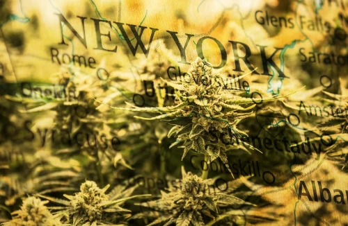 Top 5 Most Popular Strains in New York