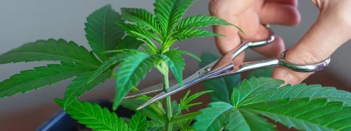 Topping a Cannabis Plant