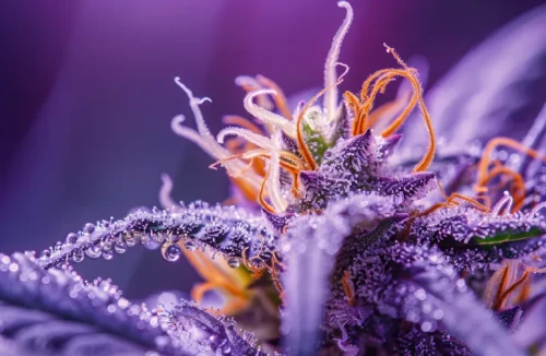 An extreme close-up macro shot of a ripe autoflower bud, showing thick resin and crystalline trichomes