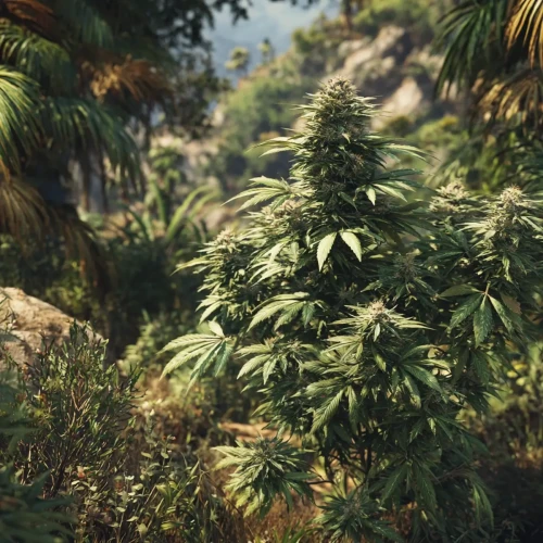 een tropische landrace strain acapulco gold