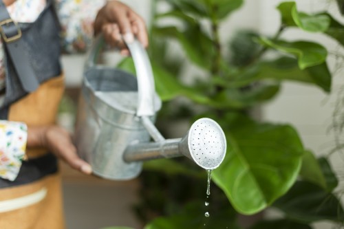 Wie viel Wasser braucht man für Autoflower Planzen in einem 20L Topf ?