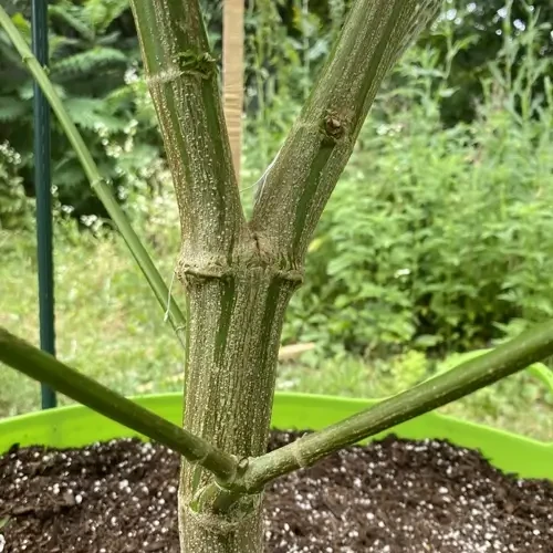 A closeup of a pinkman goo plant in its vegetative stage