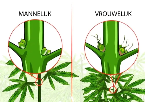 Het verschil tussen mannelijke en vrouwelijke wietplanten