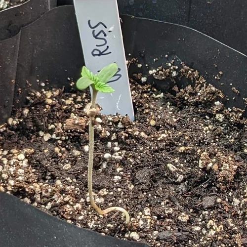 A White Russian plant in its 1st week