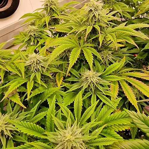 Sirius Black feminised Plant Week 10