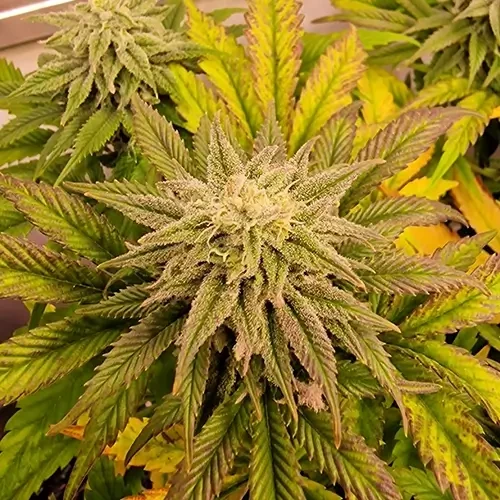 Sirius Black feminised Plant Week 11