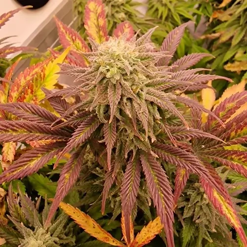 Sirius Black feminised Plant Week 12