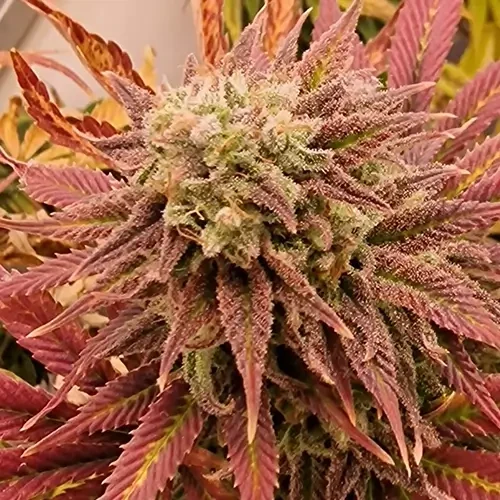 Sirius Black feminised Plant Week 13 also