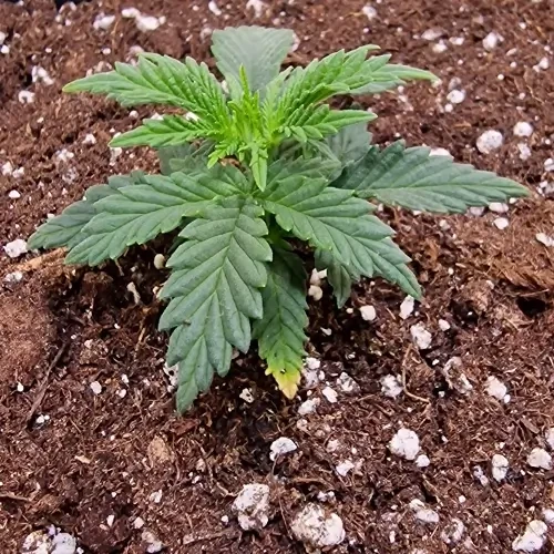 Sirius Black feminised Plant Week 2