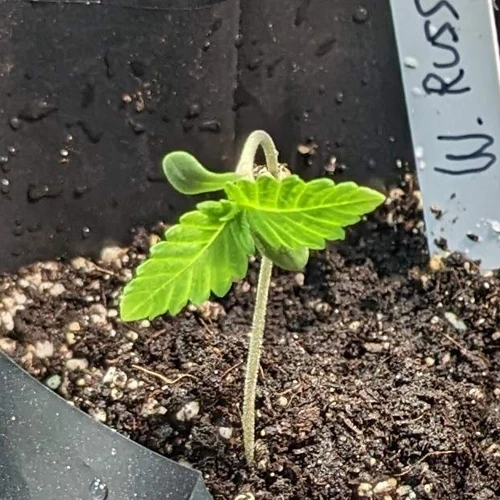 A White Russian plant in its 2nd week