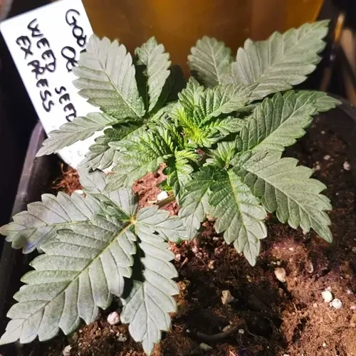 Godfather OG  feminised grow week 3