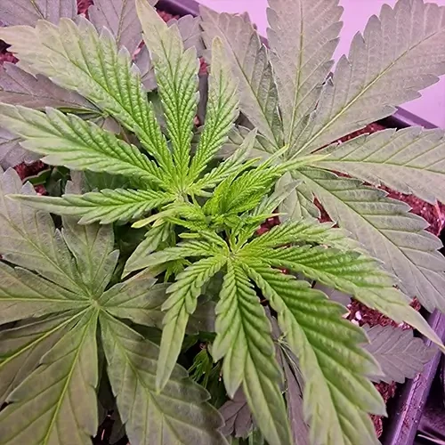 Sirius Black feminised Plant Week 3