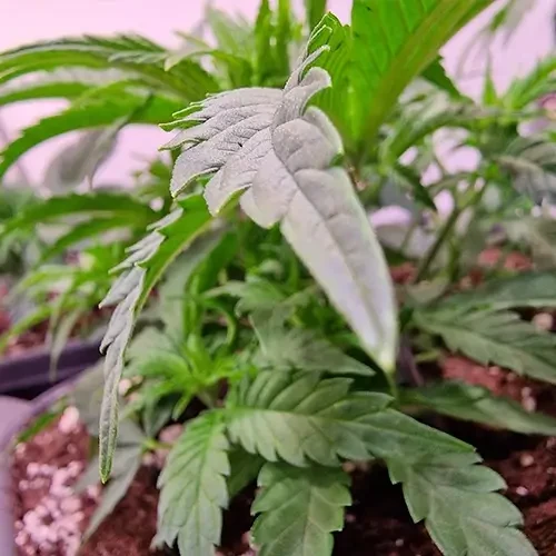 Sirius Black feminised Plant Week 4