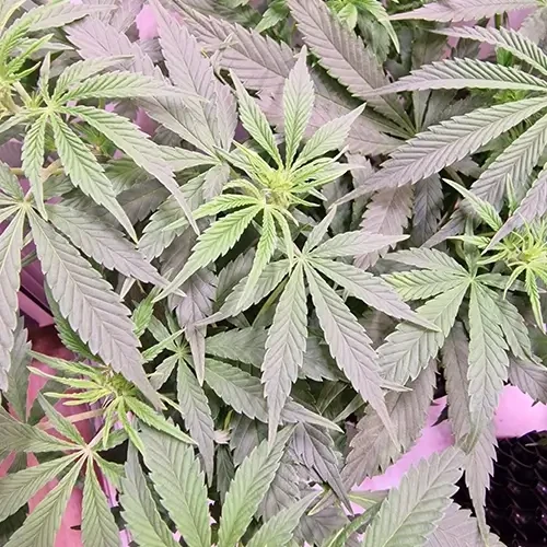 Sirius Black feminised Plant Week 7