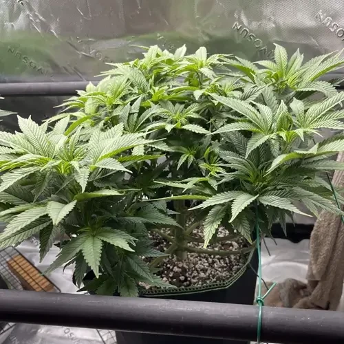 Blackberry Moonrocks Feminized plant week 9