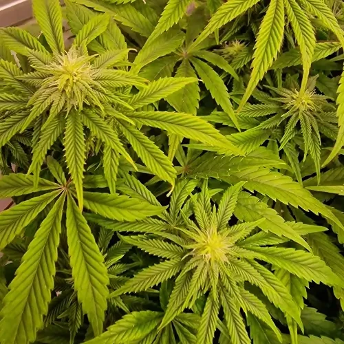 Sirius Black feminised Plant Week 9