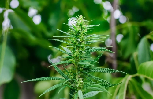 Was sind autoflowering Cannabis Samen?