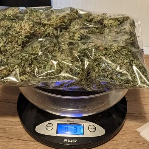 A White Russian harvested and weighed