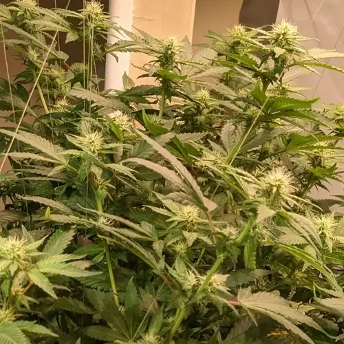 A White Russian plant in its 15th week