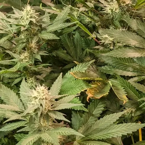 A White Russian plant in its 16th week