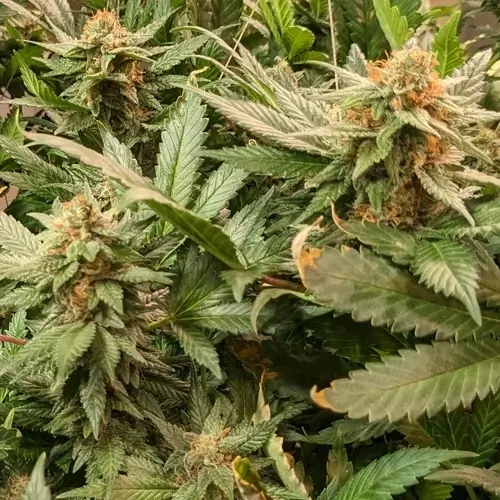 A White Russian plant in its 18th week