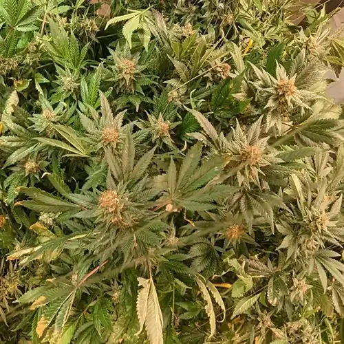 A White Russian plant ready for harvesting