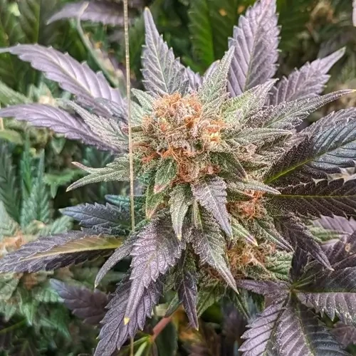 A closeup shot of a White Russian plant ready for harvesting