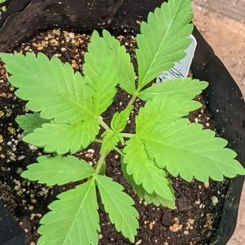 A White Russian plant in its 4th week