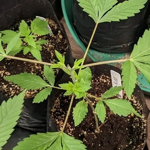 A White Russian plant in its 5th week