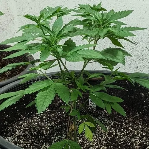 A White Russian plant in its 7th week