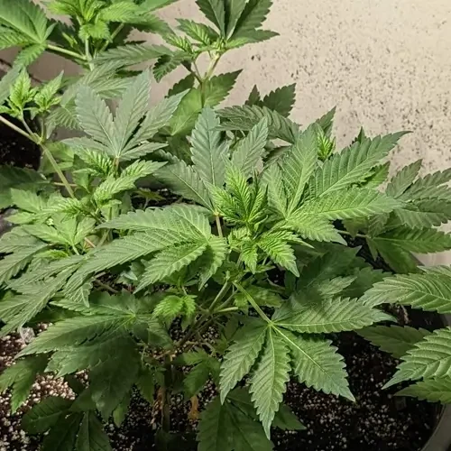 A White Russian plant in its 8th week