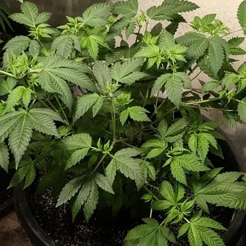 A White Russian plant in its 9th week