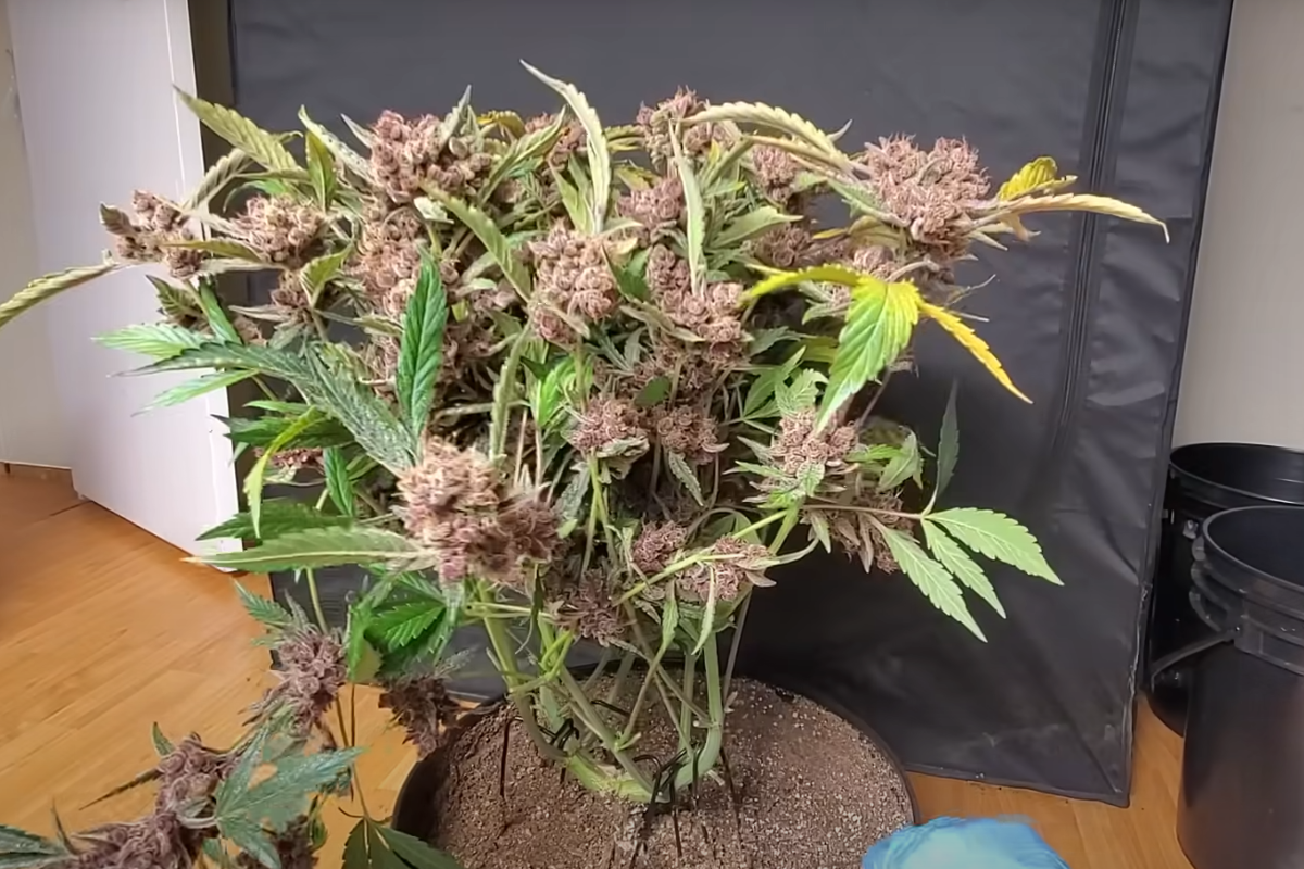 A fully grown autoflowering cannabis plant